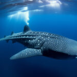 Dream-whale-shark